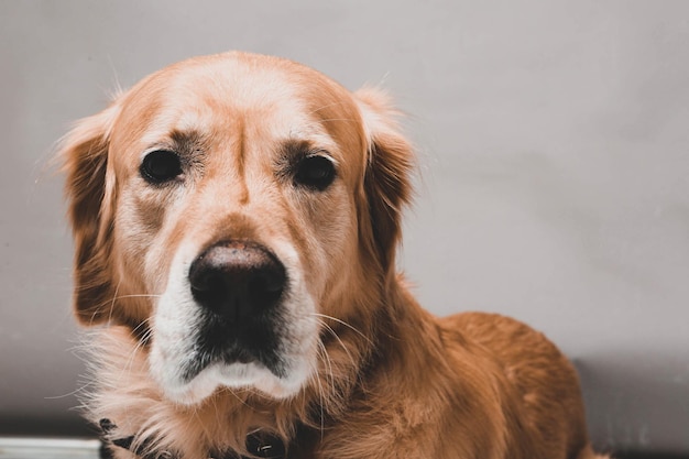 とてもキュートで甘い犬のゴールデンレトリバー