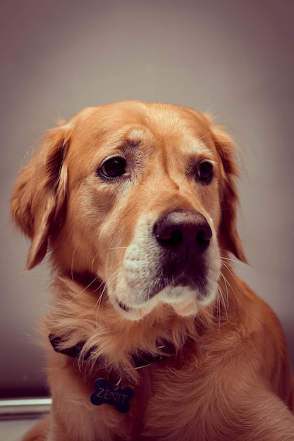Very cute and sweet dog golden retriever
