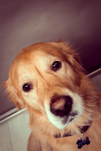 Very cute and sweet dog golden retriever