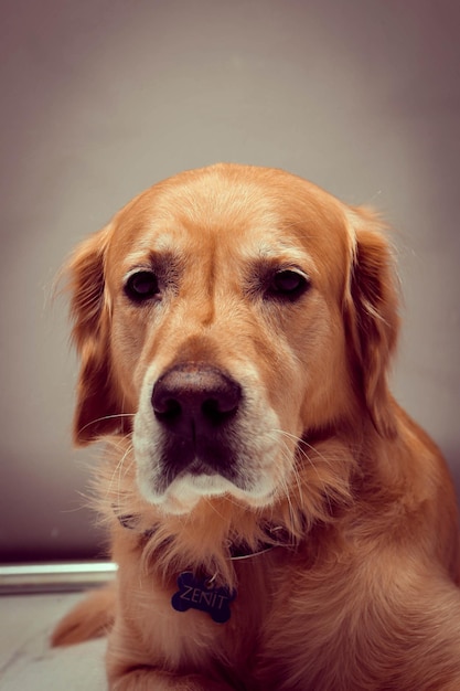 Very cute and sweet dog golden retriever