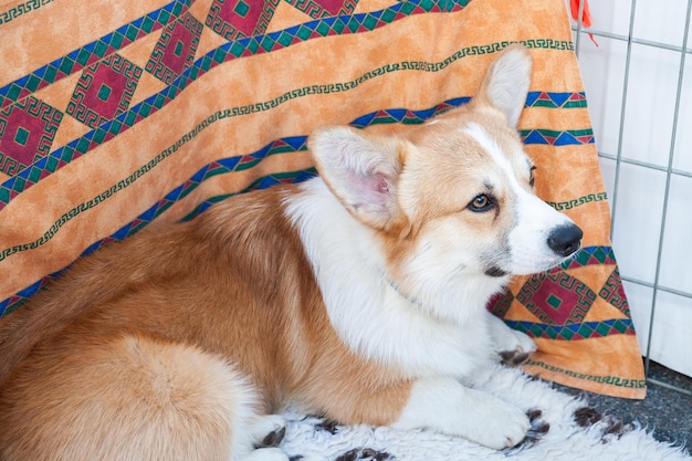 Very cute welsh corgi