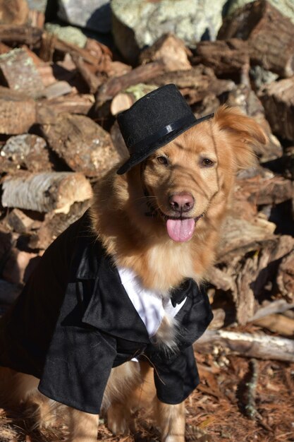 Foto molto carino con un cane che indossa un cappello e un vestito