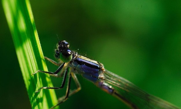 Very detailed macro photo of a dragonfly Macro shot showing details of the dragonflys eyes