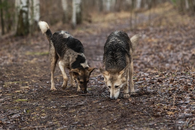 非常に汚れた湿った混合品種の羊飼いの犬