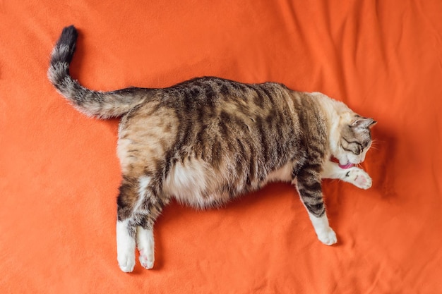 Photo very fat cat is obese lies on an orange blanket