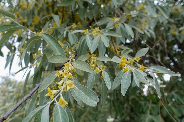 Photo very fragrant silverberry tree silverberry blooming in spring