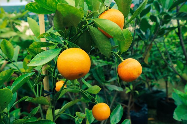 Very fresh mandarin oranges with yellow orange color that are still attached to the tree have not been harvested