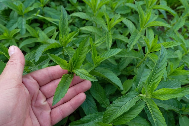 庭の非常に新鮮なミント 緑のミントの植物 芳香族の新鮮な緑のミントの植物