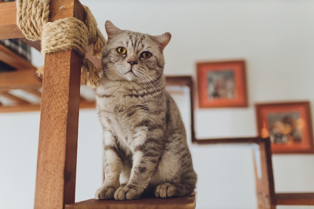 非常に面白い猫がクローズアップを笑っています。