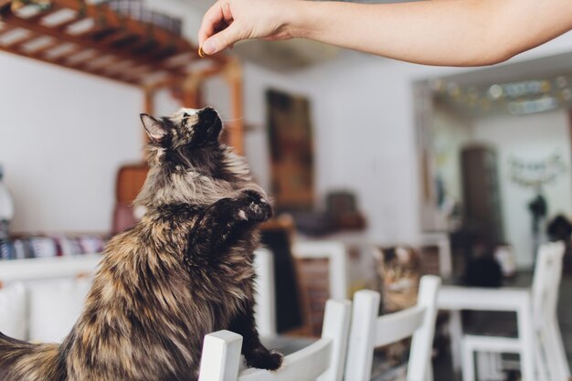 非常に面白い猫がクローズアップを笑っています。