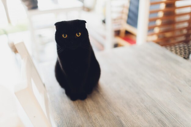 가까이 웃으면 서 매우 웃긴 고양이.