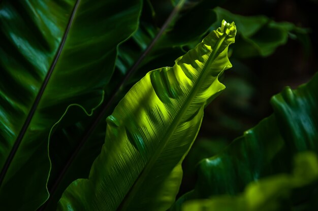 Felce molto verde che viene illuminata da una luce soffusa che crea un'atmosfera naturale e piacevole