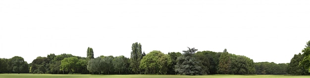 Treeline ad altissima definizione isolato su bianco