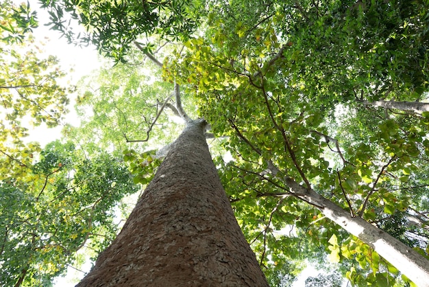 Molto alta la quercia nella foresta il sole che splende attraverso una maestosa quercia verde su un cielo blu