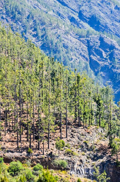 Very High Pine Wood Forest on a Sunny Day