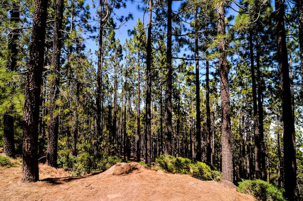 Very High Pine Wood Forest