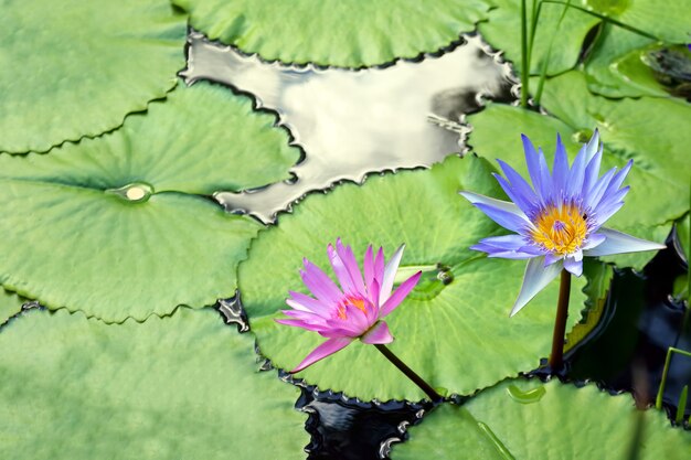 Very juicy blooming Lotus in the pond close up