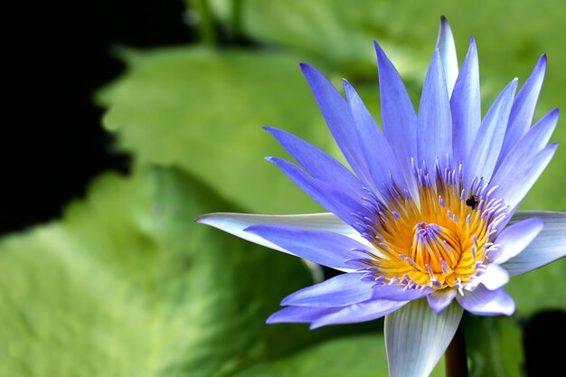 Very juicy blooming Lotus in the pond close up