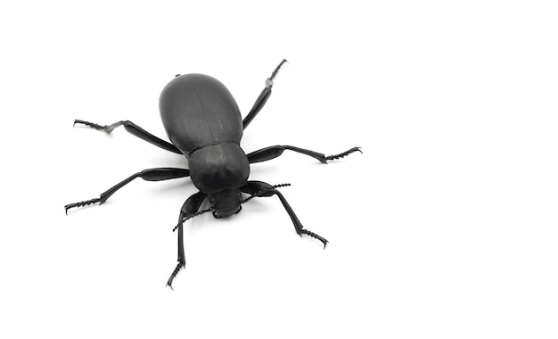 Photo very large black beetle, scientific name blaps lusitania, coleoptera isolated on white background