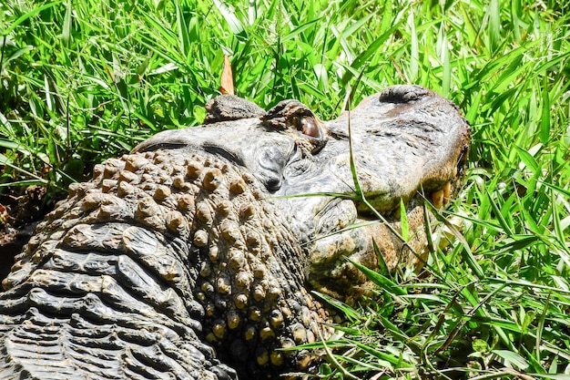 Very large reptile in the water