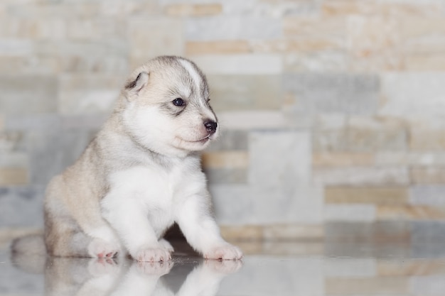 非常に小さな子犬のシベリアンハスキー。