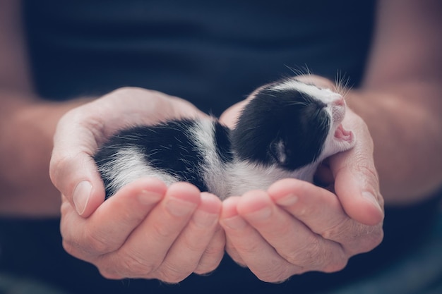 남자 손에 아주 작은 줄무늬 고양이