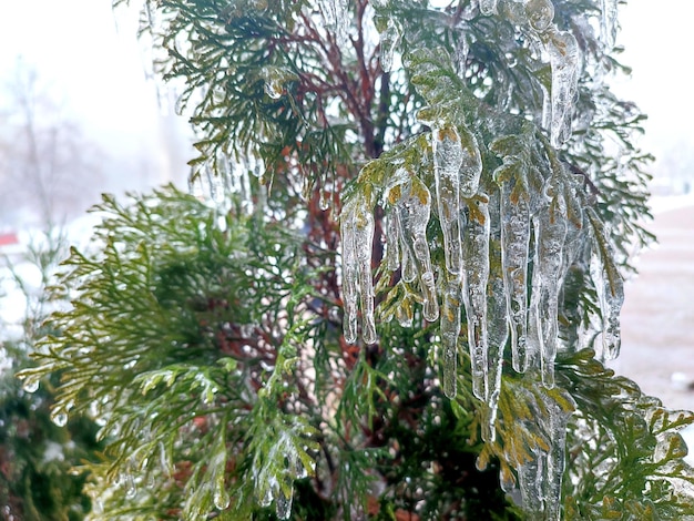 Foto molto lunghi ghiaccioli su rami di thuja sempreverdi, ghiacciole da ghiaccio d'acqua su foglie di arbusti