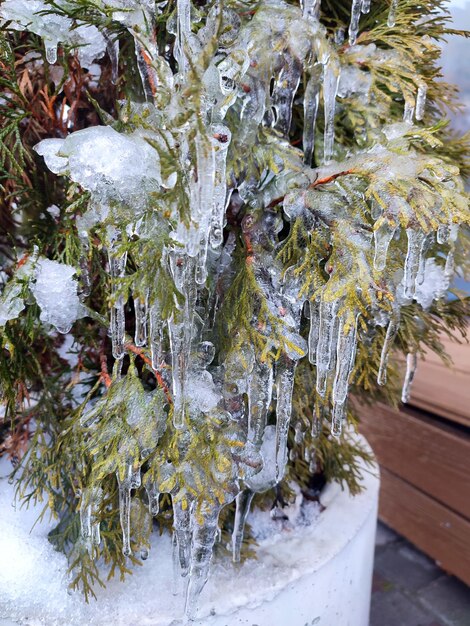 Foto molto lunghi ghiaccioli su rami di thuja sempreverdi, ghiacciole da ghiaccio d'acqua su foglie di arbusti