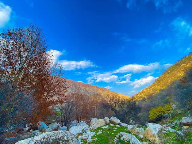 Very nice blue sky with patches of clouds and autumn trees