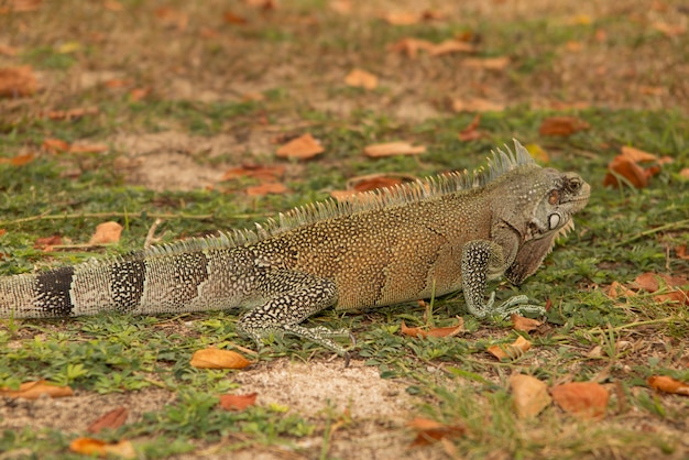 Very nice iguana under yellow grass