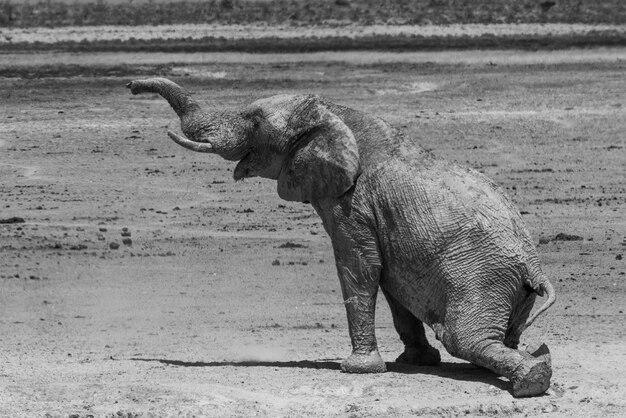 写真 ナミビアのエトーシャ国立公園の水槽にある非常に古い雄象