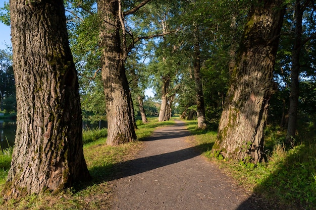 Very old and mighty oaks grow along the alley by the lake The thickest and strongest tree trunks for the forestry industry