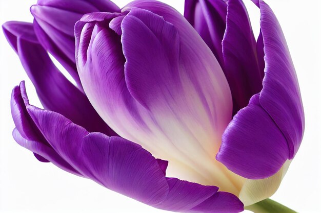 Very original and unimaginably beautiful tulip flower with purple tint