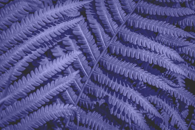 Very Peri Color of the year 2022. Beautiful ferns foliage. Close up of beautiful growing fern leaves in the forest. Web banner. Space for text.