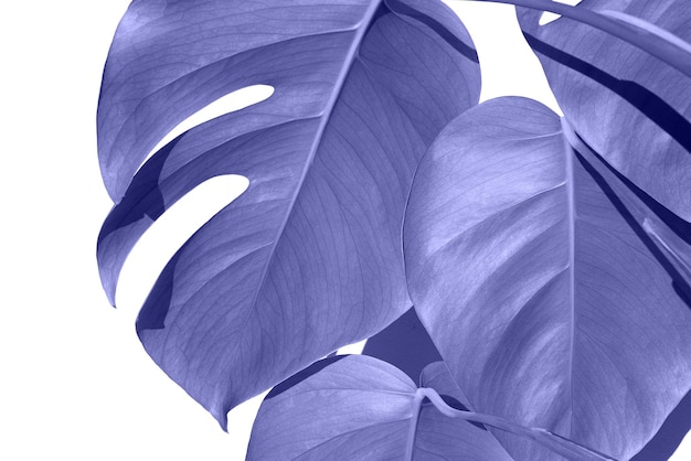 Цвет Very Peri 2022 года Листья Monstera deliciosa или швейцарский сыр