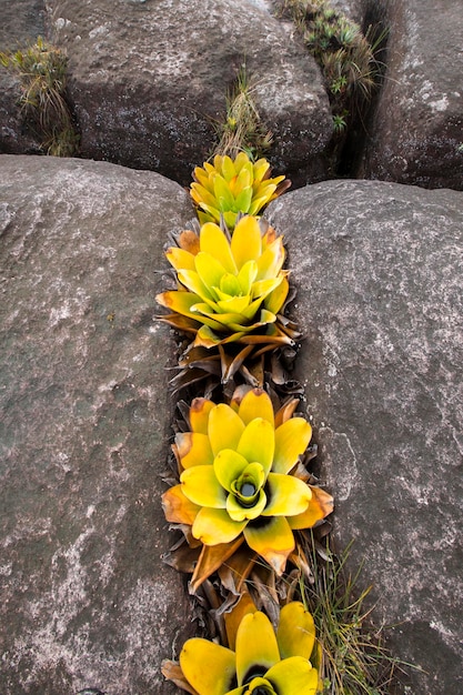 Photo a very rare endemic yellow flowers on the plateau of roraima venezuela