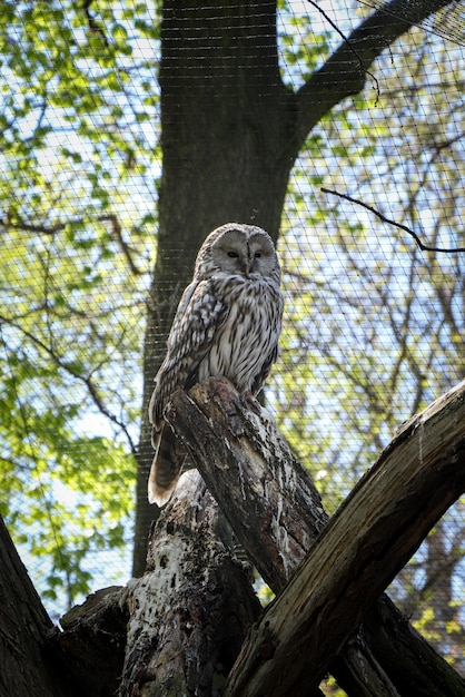 Photo very rare portrait of the nocturnal bird ural owl which sits on the highest possible step