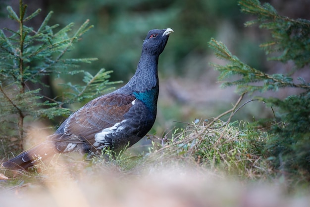 Very rare wild capercaillie in the nature habitat 