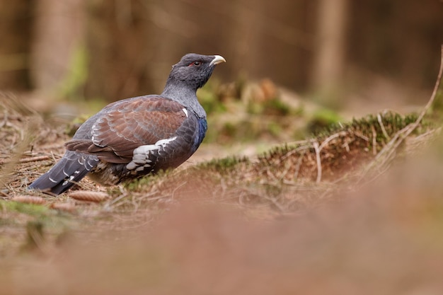 Very rare wild capercaillie in the nature habitat 