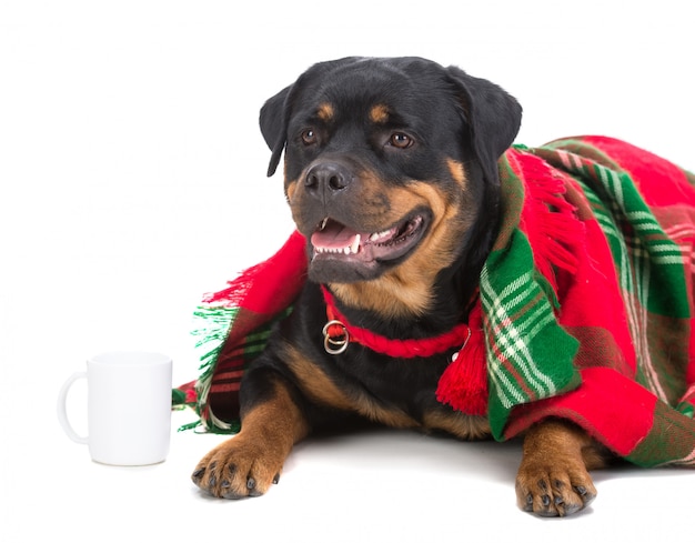 Very sad dog, rottweiler, under a blanket with a cup of tea.