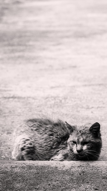 Very sad stray shorthair cat lies down on yard