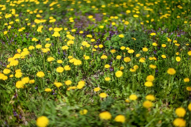 緑の草の中の牧草地、黄色のタンポポ、紫色の花の非常に浅い被写界深度の写真(焦点が合っている花はわずか)。抽象的な春の背景。