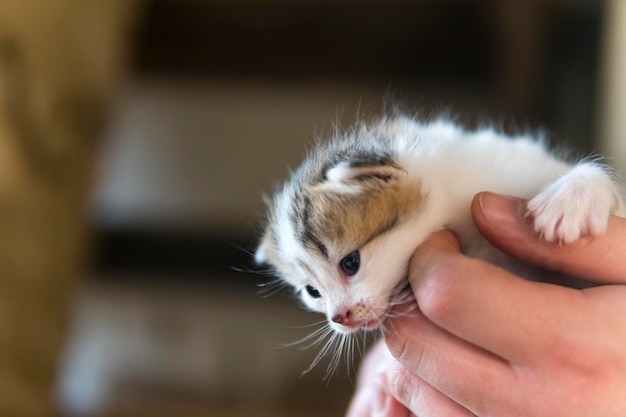 Очень маленький котенок с закрытыми глазами на руке.