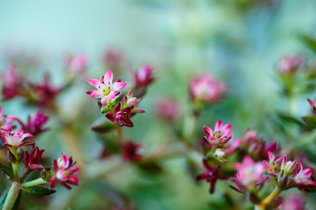 Very small pink flowers macro The name is not know