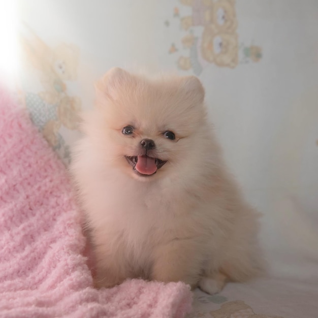 Foto un cucciolo di pomerania molto piccolo di colore crema è seduto al sole