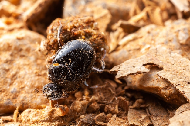 Photo very small scarab beetle - scarabaeidae - coprophage bug on nature