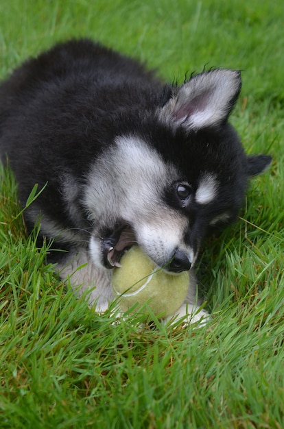 草の中のボールを噛んでいるとても甘いアルスキーの子犬。