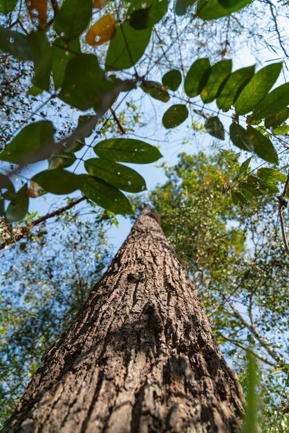 Very tall tree 