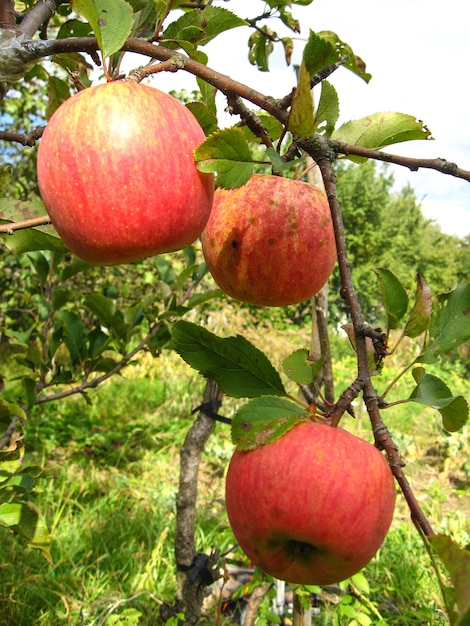 Very tasty and ripe apples