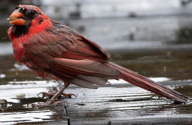 Very wet northern cardinal on a wet deck